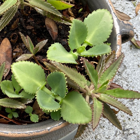 🌱3 LG Kalanchoe Mother of Thousands live Plants - Picture 11 of 16